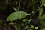 Mississippi buttercup